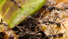Eciton burchellii parvispinum