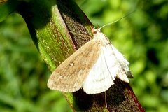 Parapoynx stratiotata