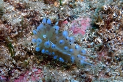 Antiopella cristata