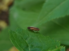 Peplomyza intermedia