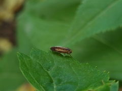 Peplomyza intermedia