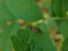 Peplomyza intermedia