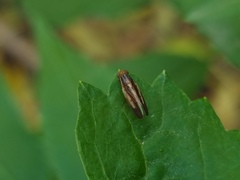Peplomyza intermedia