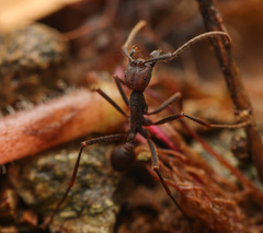 Eciton burchellii parvispinum