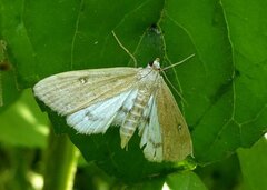 Parapoynx stratiotata