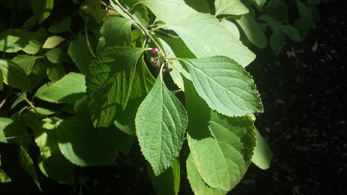 Callicarpa americana