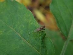 Peplomyza intermedia