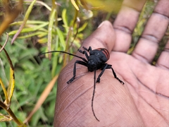 Ceroplesis capensis