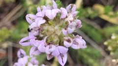 Aspalathus cephalotes violacea
