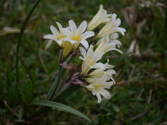 Cyrtanthus loddigesianus