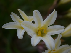 Cyrtanthus loddigesianus