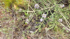 Aspalathus cephalotes violacea