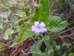 Ruellia patula