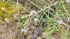 Aspalathus cephalotes violacea