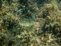 Torquigener pleurogramma