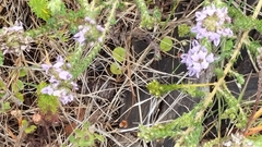 Aspalathus cephalotes violacea