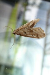 Parapoynx stratiotata