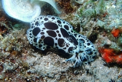 Peltodoris atromaculata