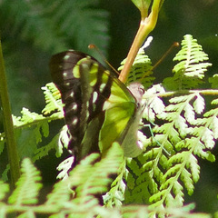 Graphium macleayanus