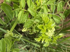 Cyphostemma natalitium