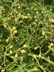 Cyphostemma natalitium