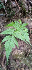 Dryopteris formosana