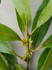 Sideroxylon inerme inerme