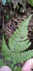 Dryopteris formosana