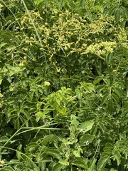 Cyphostemma natalitium