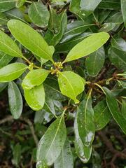 Sideroxylon inerme inerme