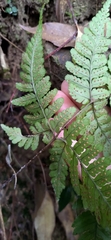 Dryopteris formosana