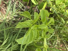 Cyphostemma natalitium