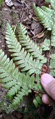 Dryopteris formosana