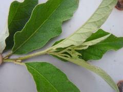 Sideroxylon inerme inerme