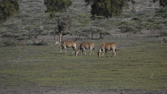 Tragelaphus oryx pattersonianus