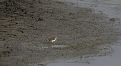 Charadrius tricollaris