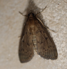 Herpetogramma licarsisalis