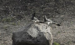 Corythaixoides leucogaster