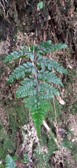 Athyrium otophorum