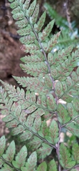Athyrium otophorum