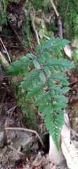 Athyrium otophorum