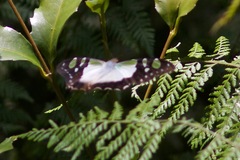 Graphium macleayanus