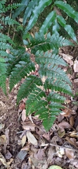 Athyrium otophorum