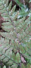 Athyrium otophorum