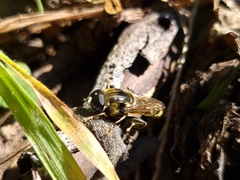 Eristalinae