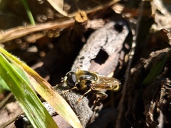 Eristalinae
