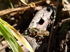 Eristalinae