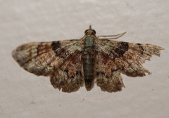 Gymnoscelis derogata