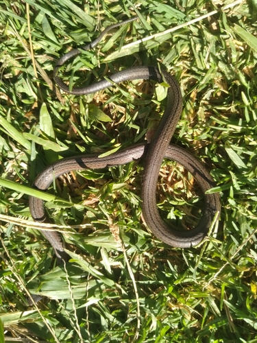 Dibernardia poecilopogon