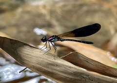 Heliocypha fenestrata